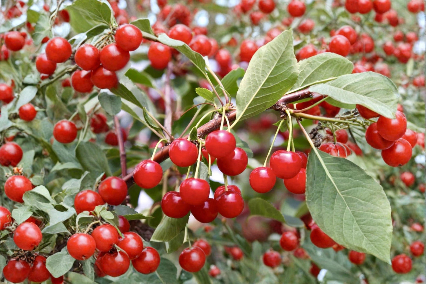 Montmorency Cherry Cuttings – Unrooted Prunus cerasus Tart Cherry Tree for Home Garden and Orchard