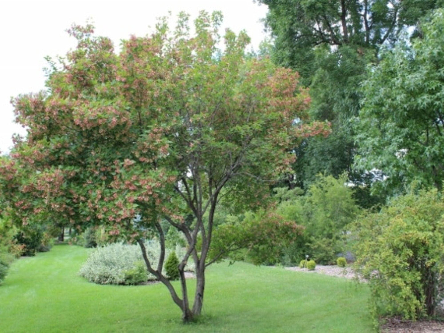 Acer Tataricum Seeds – Cold Hardy Ornamental Tree with Red Fall Foliage, Tatarian Maple, 10 Seeds