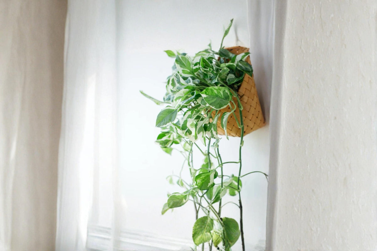 Pothos Pearls and Jade Cuttings – Variegated Epipremnum aureum Indoor Plant, Trailing Houseplant, 4-5" Unrooted Clippings