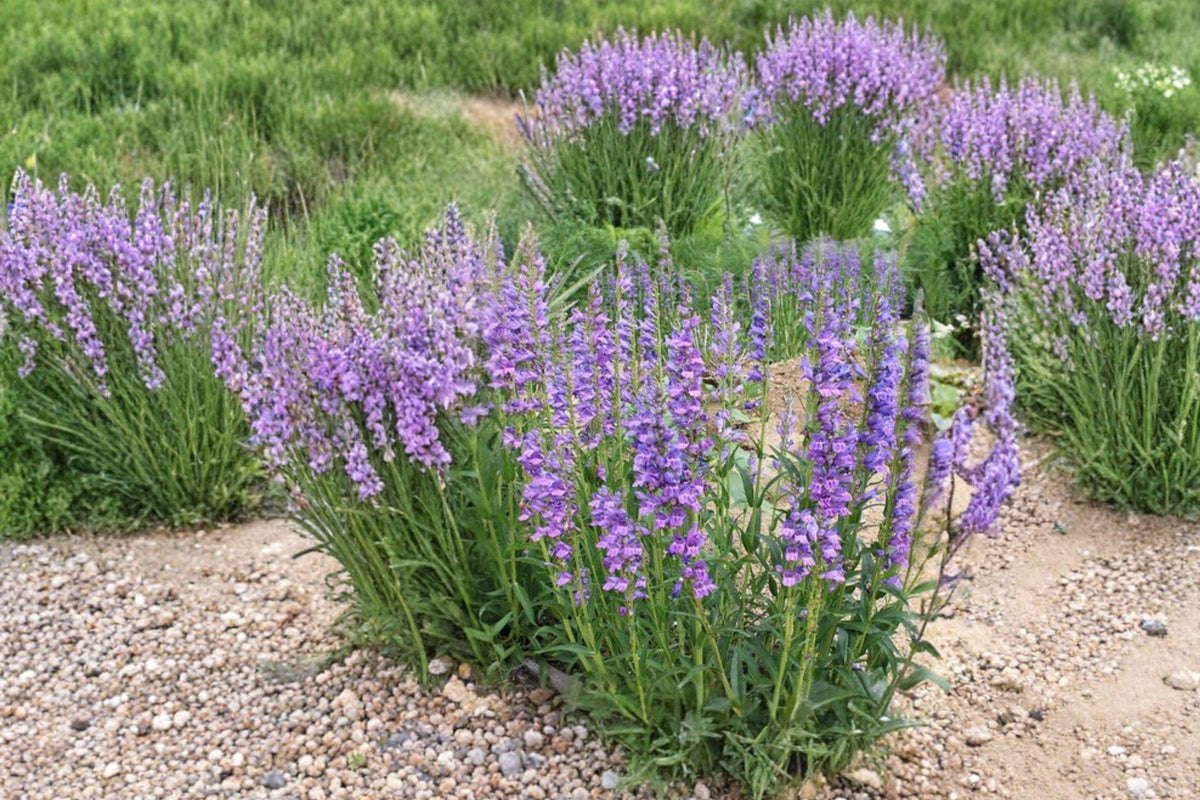 Penstemon Bluestem Seeds – Native Perennial Wildflower for Rock Gardens, Pollinator Gardens, Drought Tolerant, Penstemon glaber var. alpinus