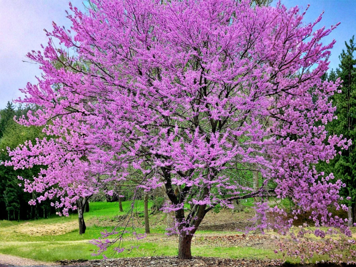 Cercis Gigantea Seeds – Giant Redbud Tree with Pink Blossoms, Ornamental Flowering Tree, Rare Deciduous Shrub, 10 Seeds