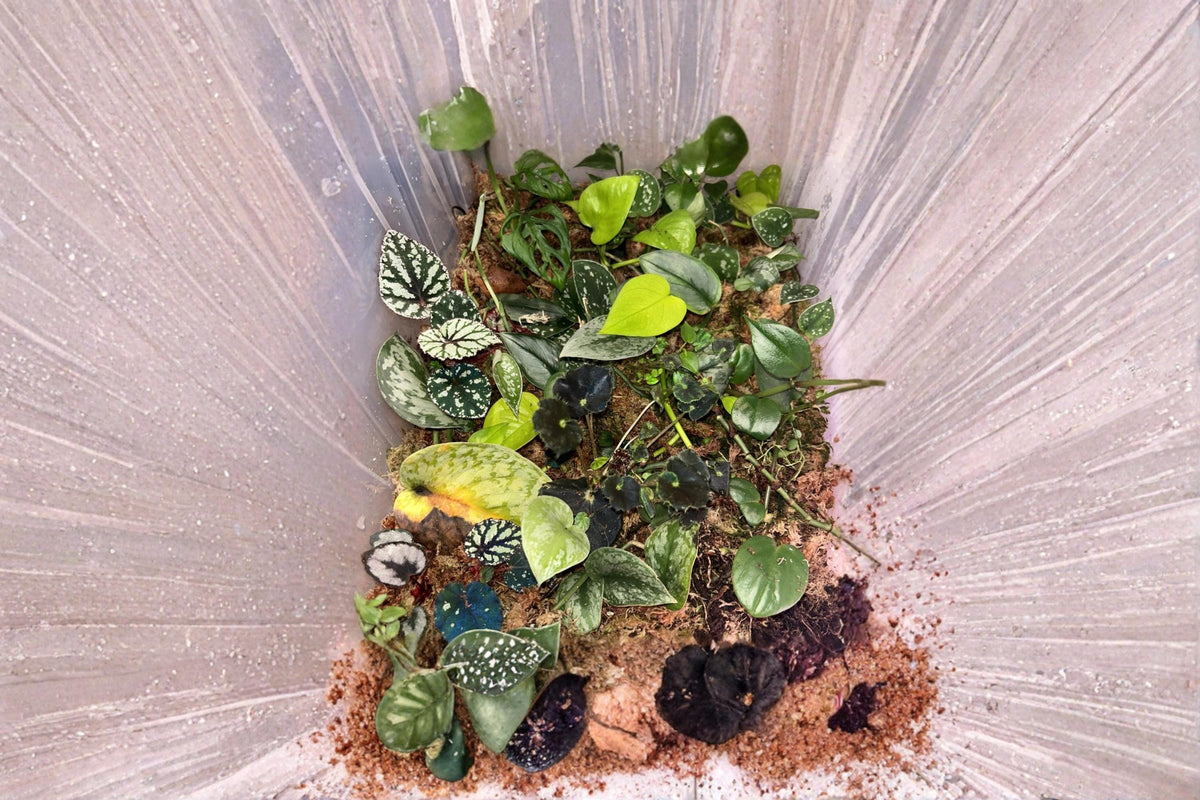 Assorted Plant Cuttings Box | Over 10 Unrooted Houseplants, Succulents & Tropical Varieties | Propagation Assortment