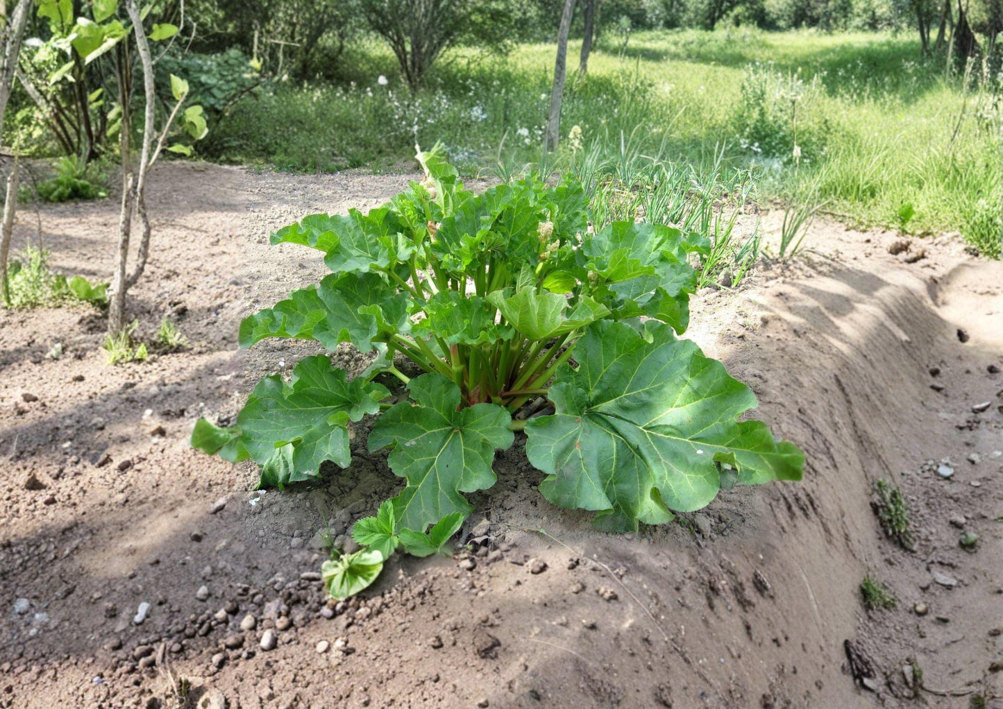 Rhubarb Seeds – Victoria Heirloom Variety for Perennial Garden Growing, Tart Green Stalks, 25 Seeds