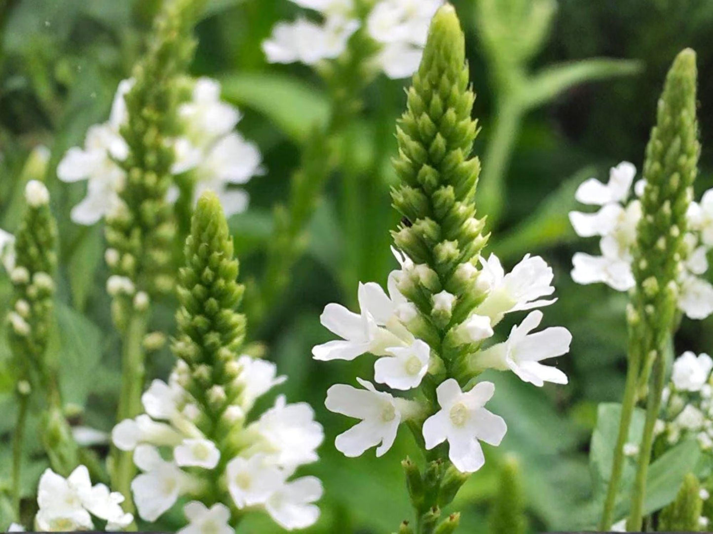 White Vervain Seeds – 100 Native Wildflower Seeds for Pollinator Gardens – Verbena urticifolia