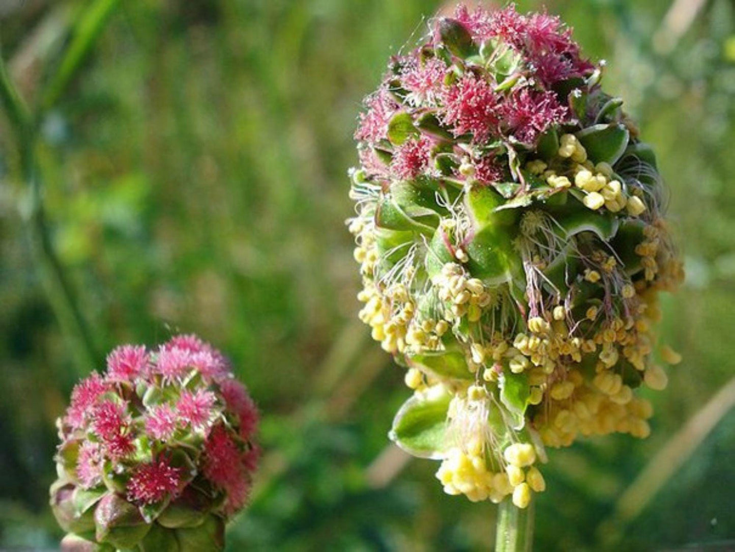 Salad Burnet Seeds - 100 Pack - Edible Herb Sanguisorba Minor for Herb Gardens & Culinary Use