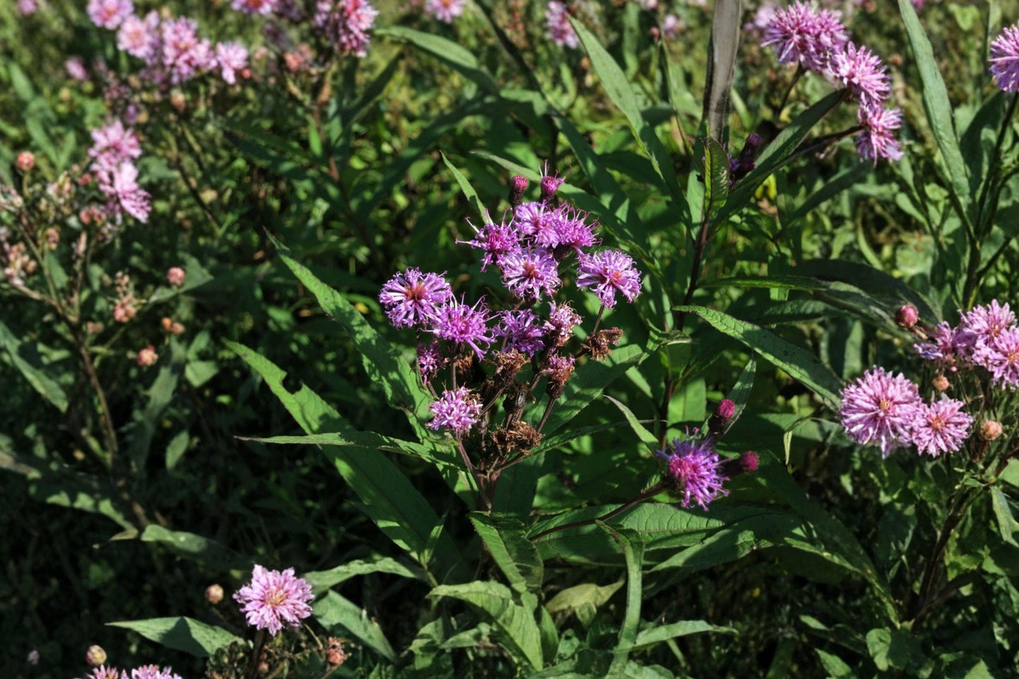 New York Ironweed Seeds – Vernonia noveboracensis Native Wildflower for Pollinator Gardens & Meadows, Purple Flower Clusters, 100 Seeds