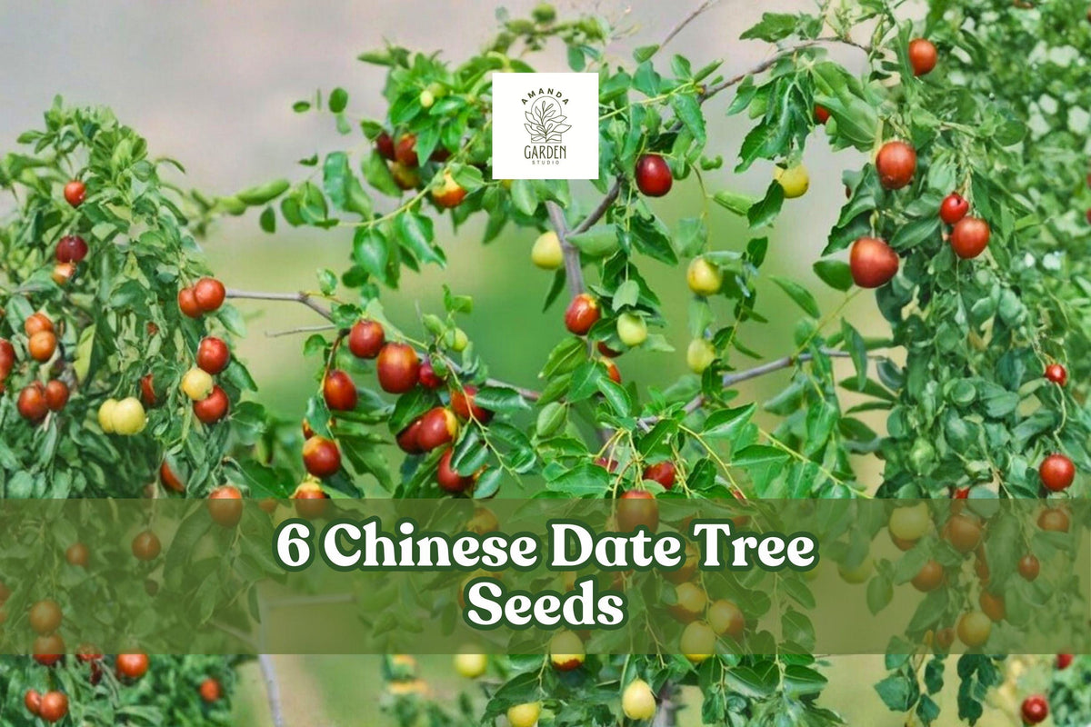 Chinese Date Tree Seeds – Jujube Ziziphus jujuba, Deciduous Fruit Tree for Garden or Orchard Planting