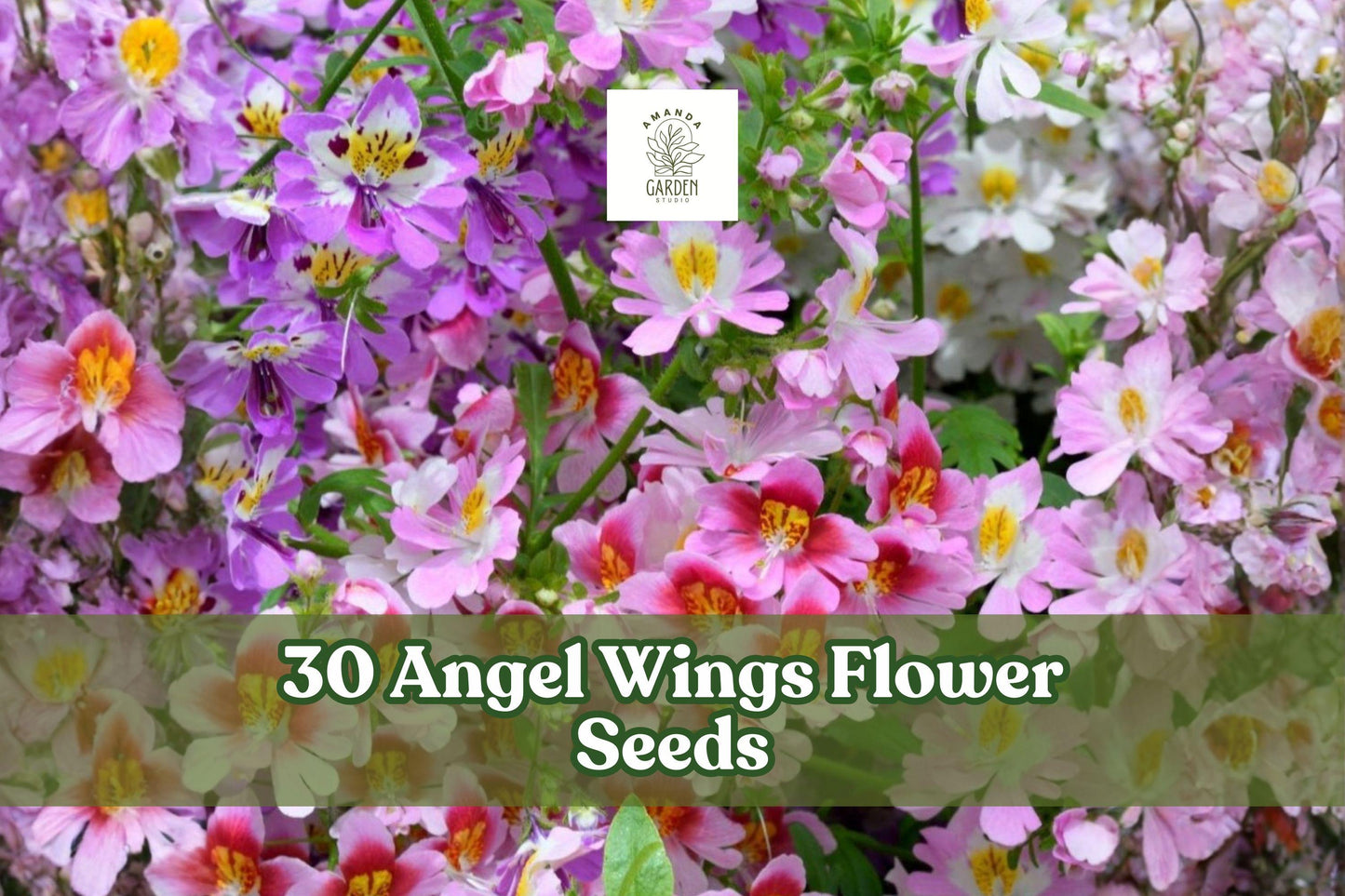Angel Wings Flower Seeds – 30 Mixed Seasonal Annuals for Garden Beds & Borders | Butterfly Garden Mix
