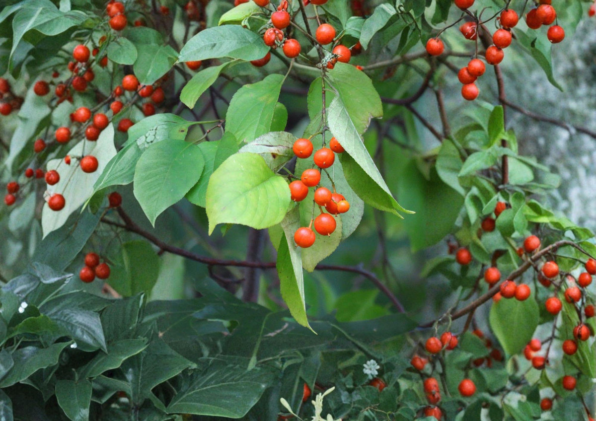 American Bittersweet Seeds – Celastrus scandens, Orange Red Berries, Climbing Native Vine, Wildlife-Friendly, 30 Seeds