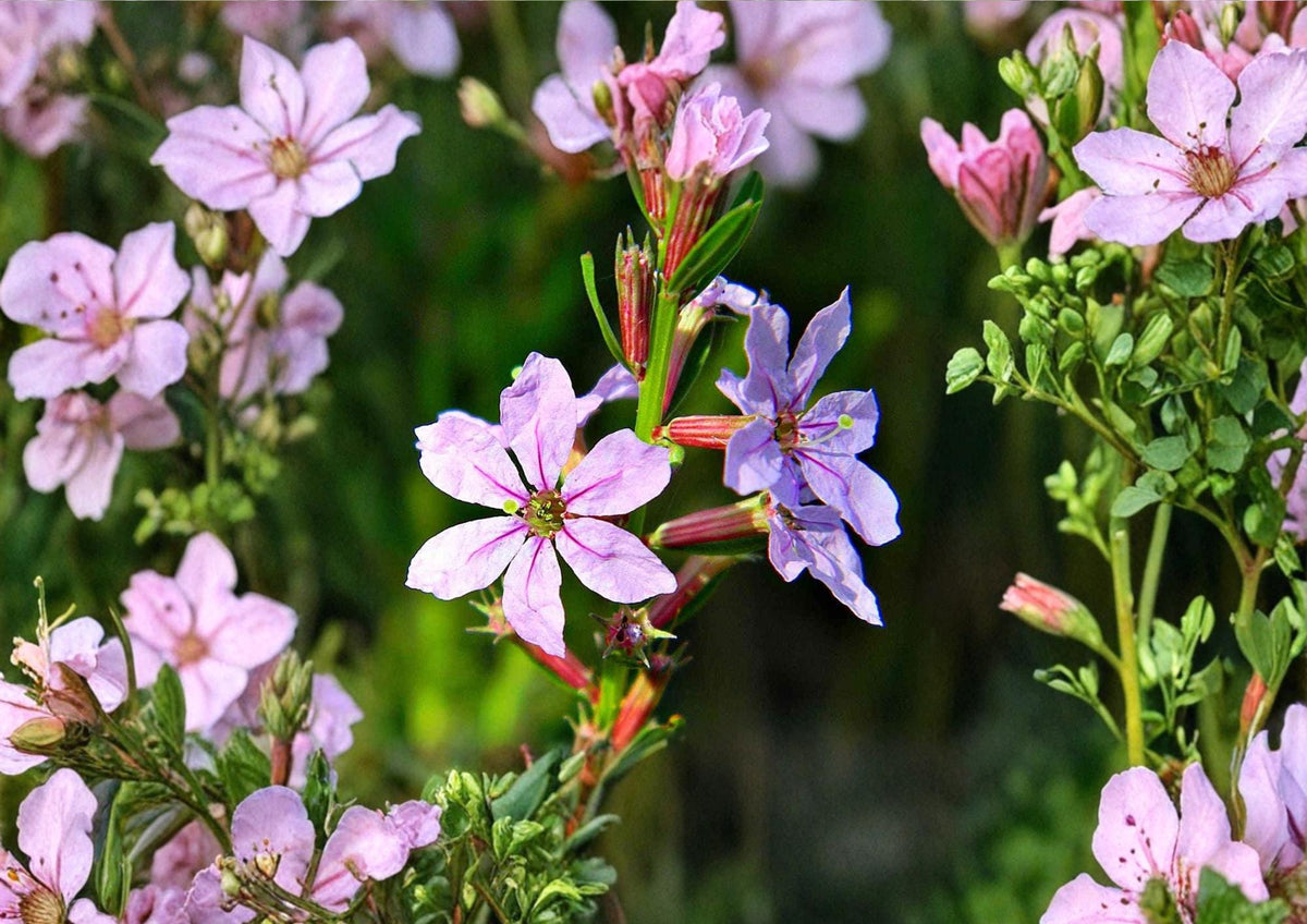 Winged Loosestrife Seeds - Native Pink Purple Wildflower for Wetlands & Rain Gardens, Lythrum alatum, 3000 Seeds