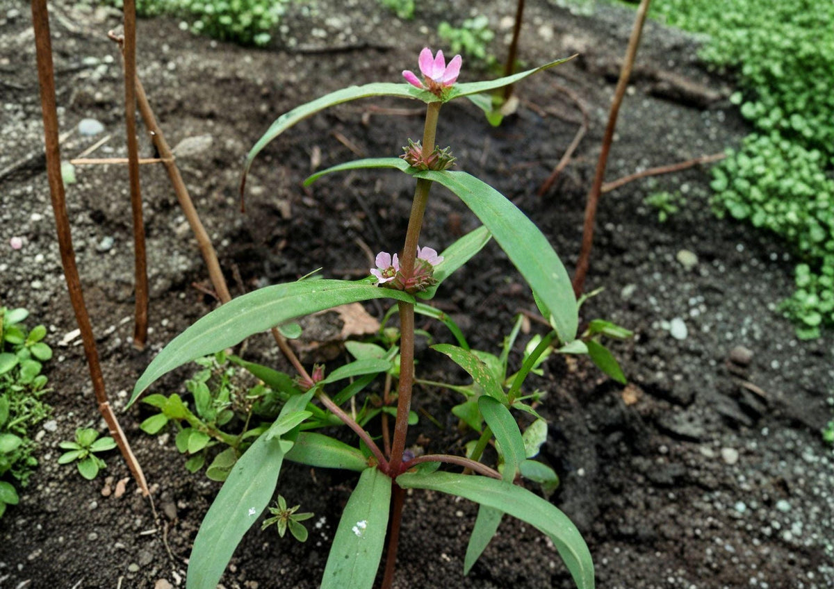 Scarlet Toothcup Seeds – Native Wetland Annual, Vibrant Red Stems & Crimson Flowers – Ammannia coccinea (1000 Seeds)