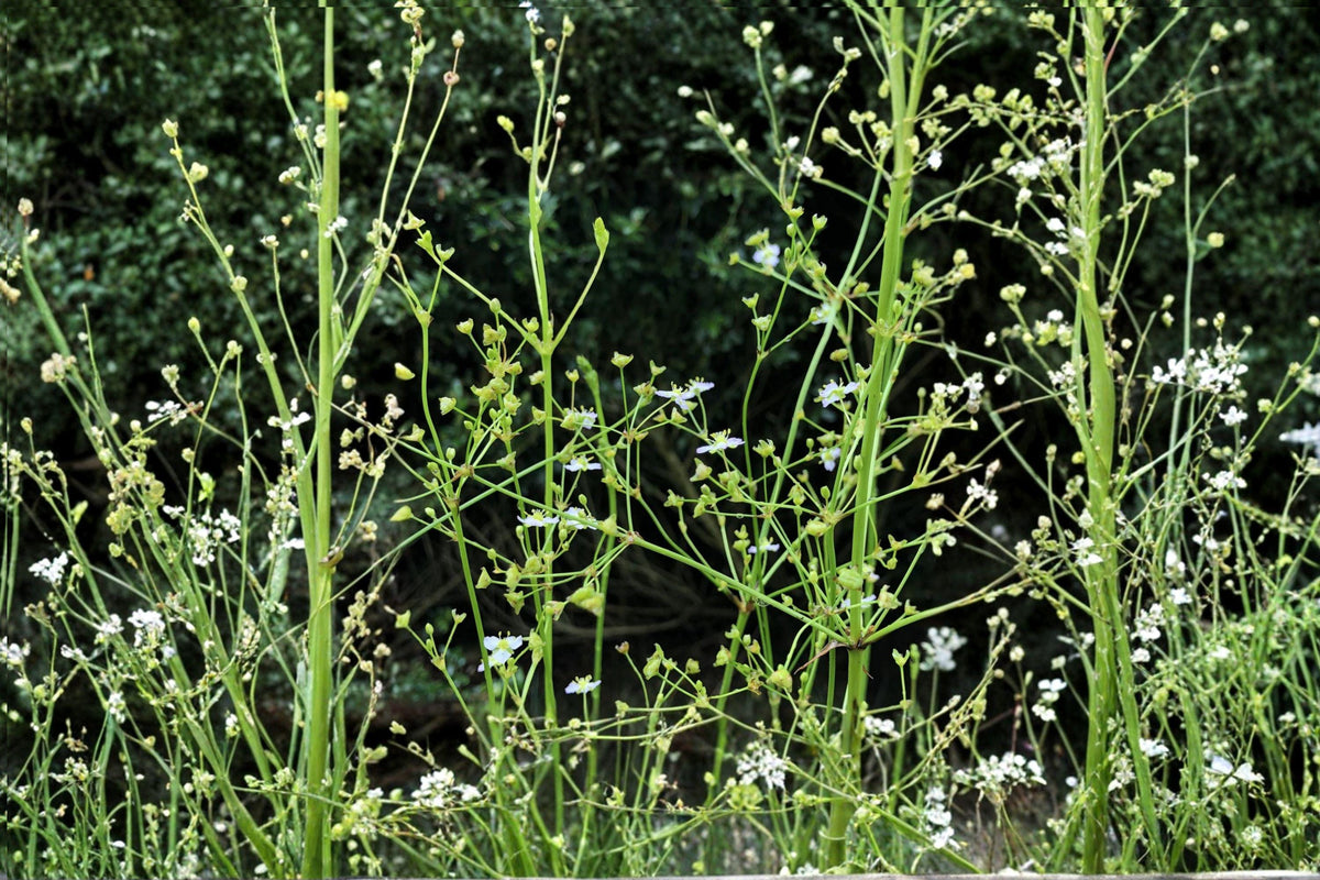 Water Plantain Seeds – Native Aquatic Perennial for Ponds, Rain Gardens, Wetlands – Alisma triviale, White to Pink Flowers, 300 Seeds