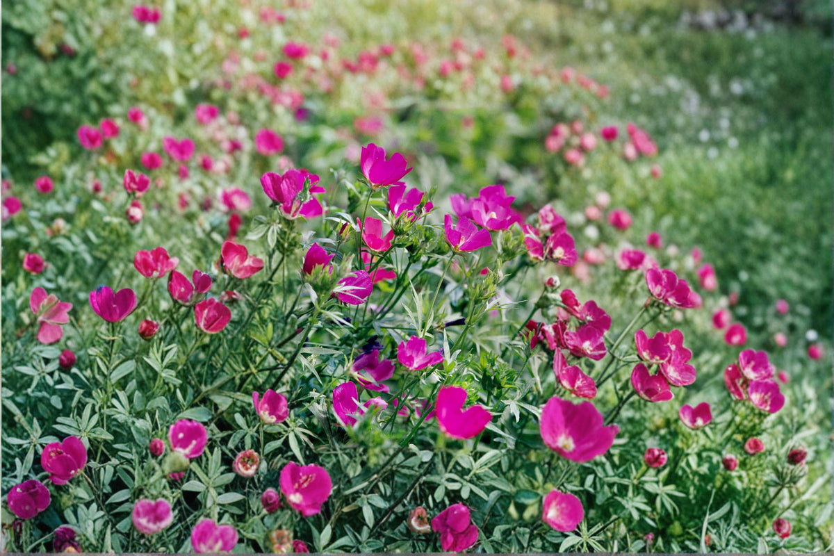 Purple Poppy Mallow Seeds – Native Wildflower Groundcover for Rock Gardens, Callirhoe involucrata, Drought Tolerant, Pollinator Friendly