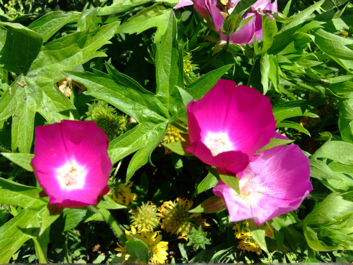 Purple Poppy Mallow Seeds – Callirhoe involucrata, Drought Tolerant Wildflower, Native North American Groundcover, Magenta Blooms