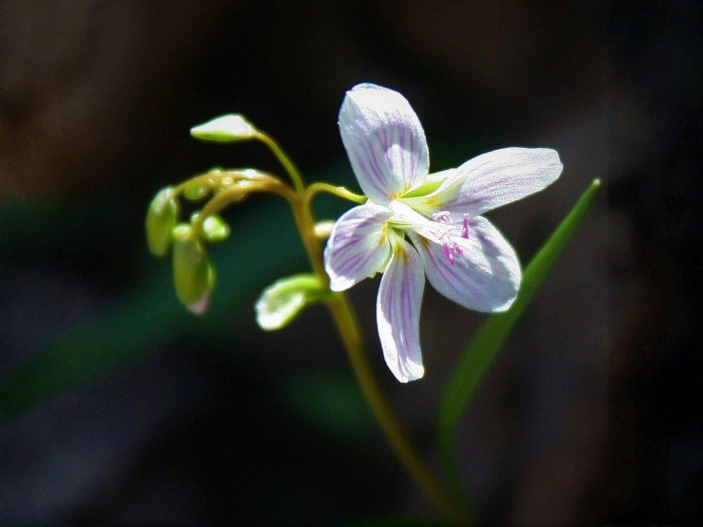 Spring Beauty Flower Seeds – Claytonia virginica, Native Wildflower, Early Blooming Perennial, Shade Garden Plant