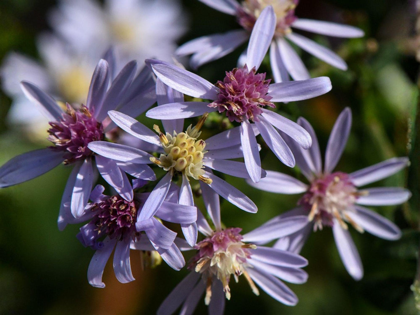 Blue Wood Aster Seeds – Native Pollinator Wildflower, Lavender-Blue Flowers, Symphyotrichum cordifolium, 100 Seeds