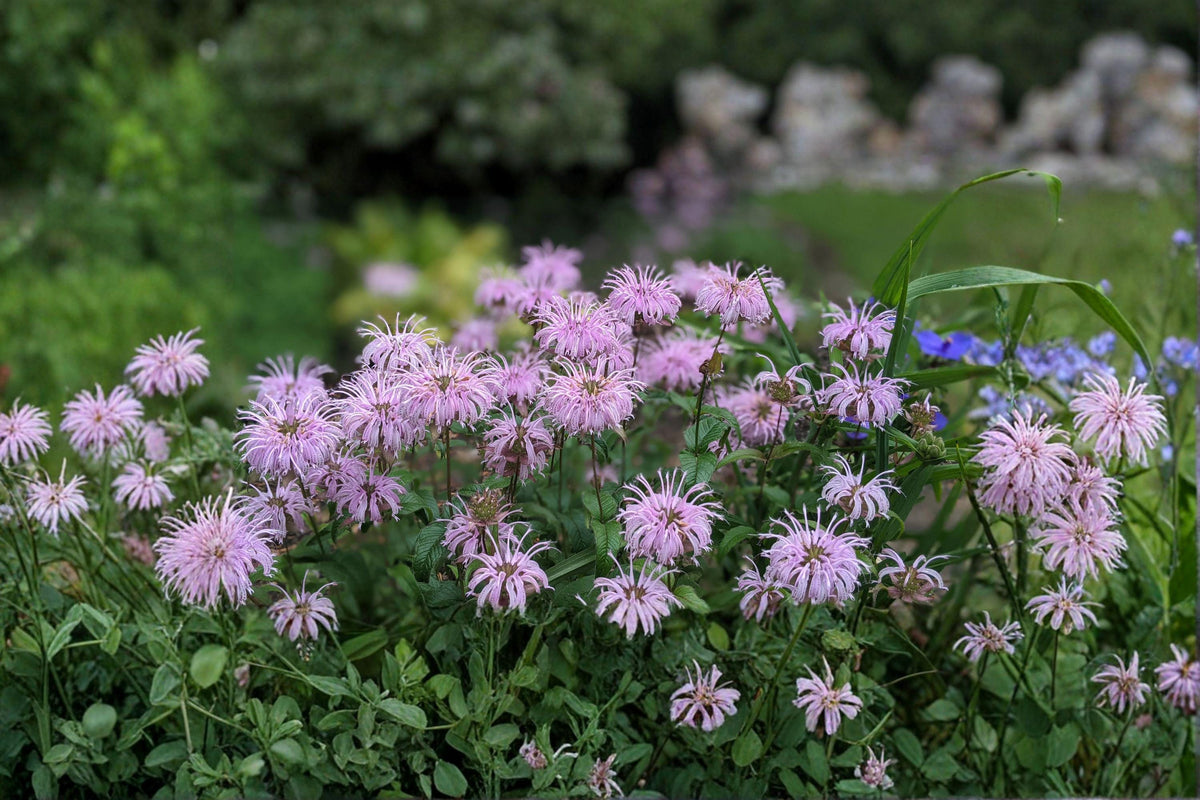 Wild Bergamot Seeds - Lavender Bee Balm, Native Pollinator Perennial, Monarda fistulosa, Drought-Tolerant, Butterfly & Bee Magnet