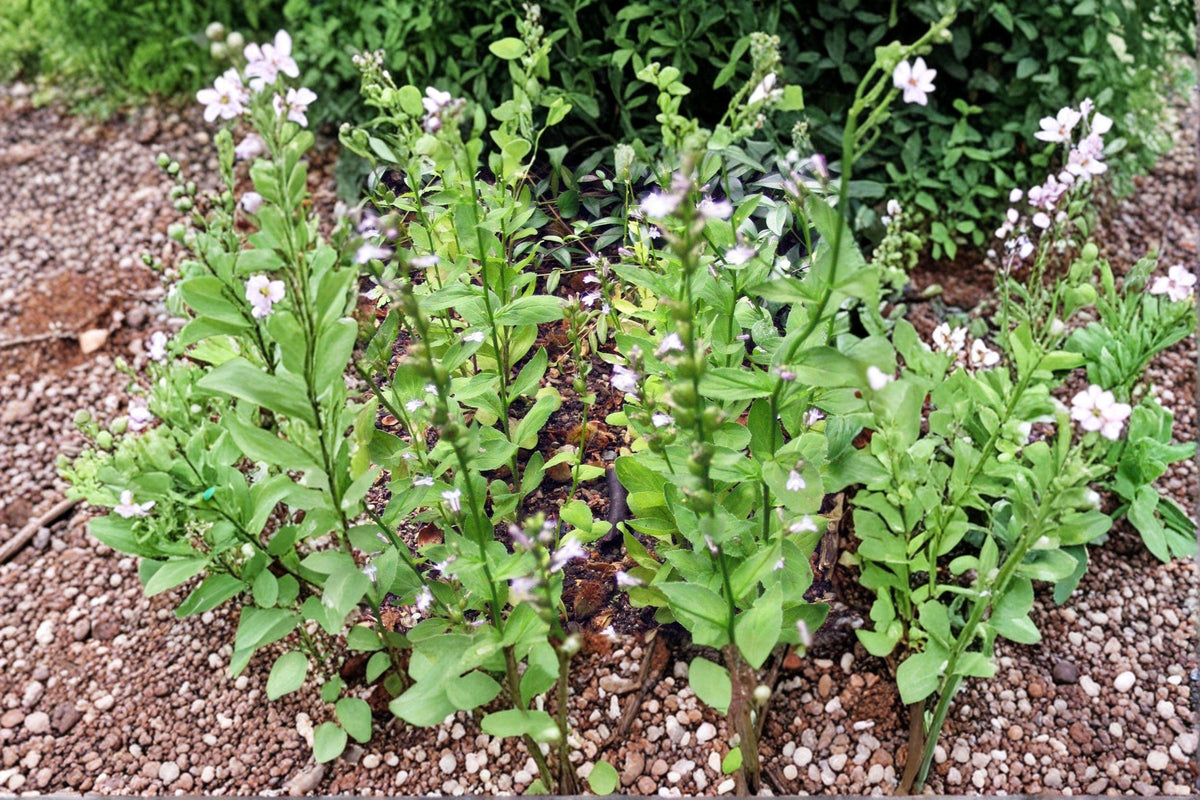 Lobelia Inflata Seeds – Indian Tobacco Native Wildflower, Pale Violet Flowers, Inflated Seed Pods, Pollinator Friendly, 500 Seeds