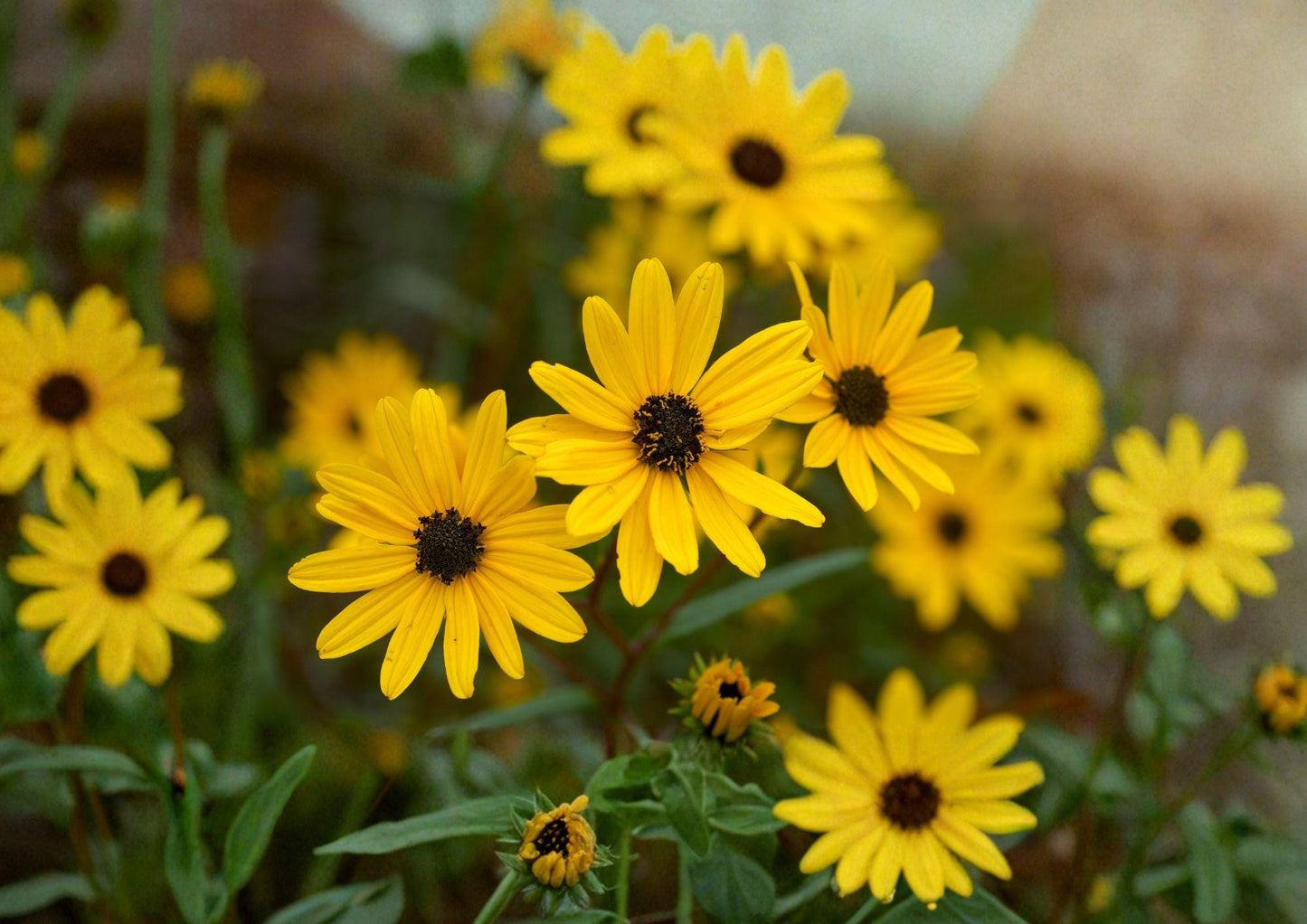 Helianthus Angustifolius Swamp Sunflower Seeds – 200 Native Wildflower Seeds for Bright Yellow Fall Blooms, Pollinator Friendly, Moisture Loving Perennial