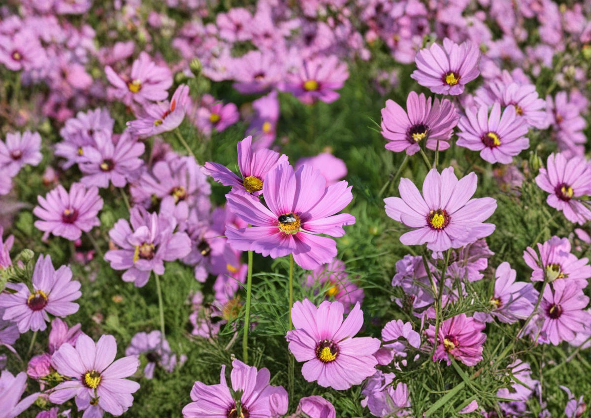 Cosmos Gloria Seeds – 100 Pink Daisy Annual Flower Seeds for Garden, Pollinator, Cut Flower, Cosmos bipinnatus