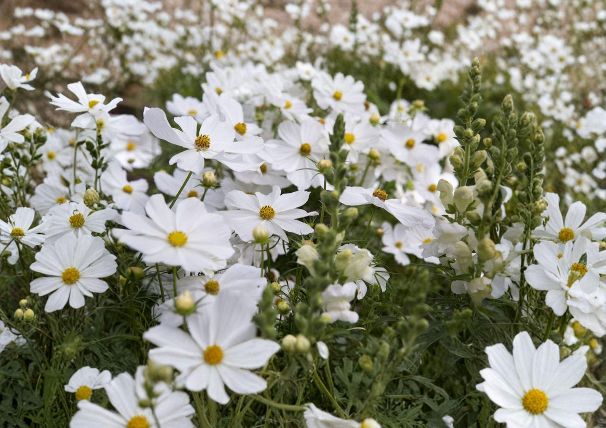 Cosmos Purity Seeds – 100 White Annual Flower Seeds for Summer Garden, Pollinator-Friendly, Easy to Grow, Cosmos bipinnatus