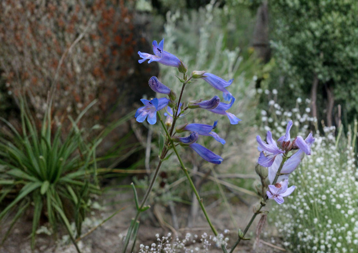 Penstemon Cyaneus Seeds – 50 Native Wildflower Seeds for Deep Blue Blooms, Drought Tolerant, Pollinator Friendly, Perennial Plant