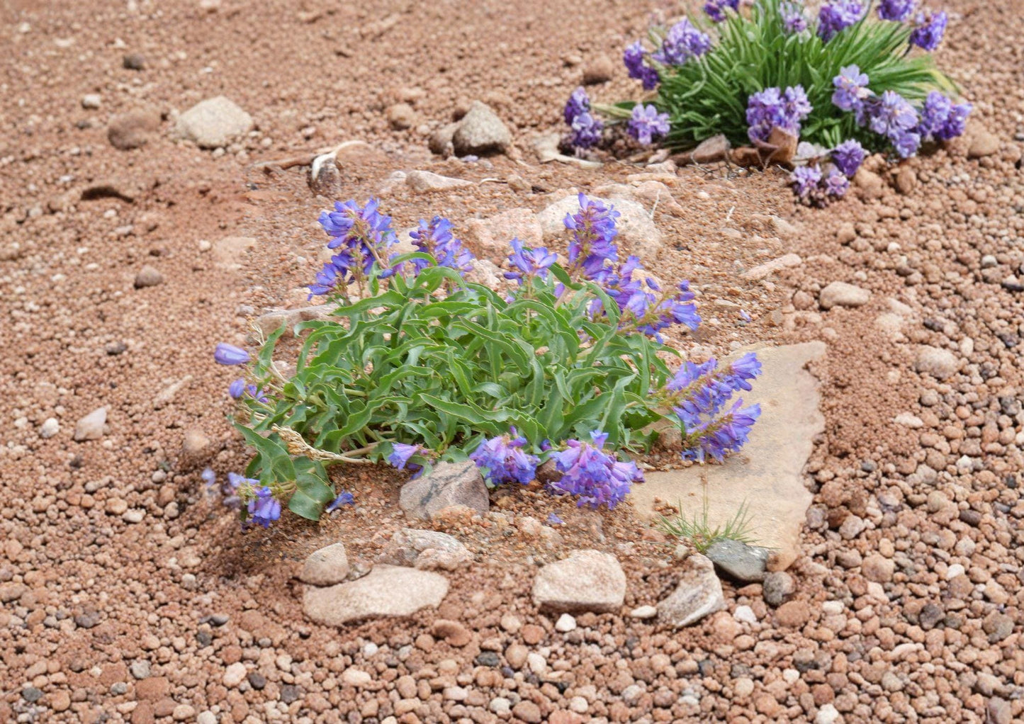 Penstemon Cyanocaulis Bluestem Beardtongue Seeds – 50 Native Wildflower Seeds for Blue Purple Blooms, Drought Tolerant, Pollinator Friendly