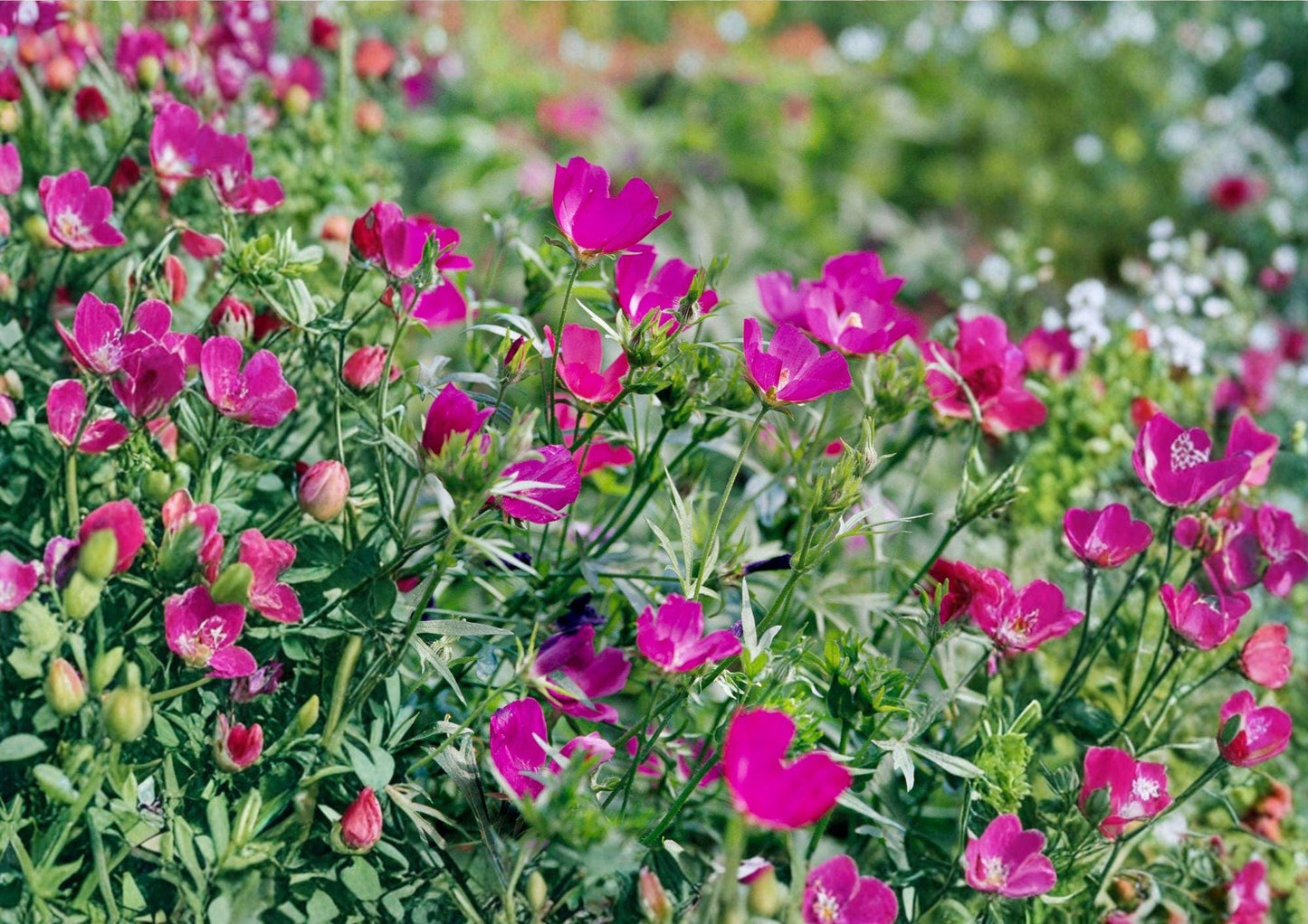 Purple Poppy Mallow Seeds - Magenta Ground Cover Native Perennial Callirhoe involucrata, Drought Tolerant Wildflower, Pollinator Friendly, 15 Seeds