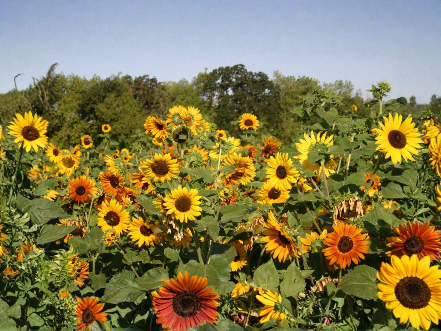 Autumn Beauty Sunflower Seeds – Helianthus annuus – Colorful Large Blooms in Yellow, Orange, Bronze & Red – Garden & Container Planting