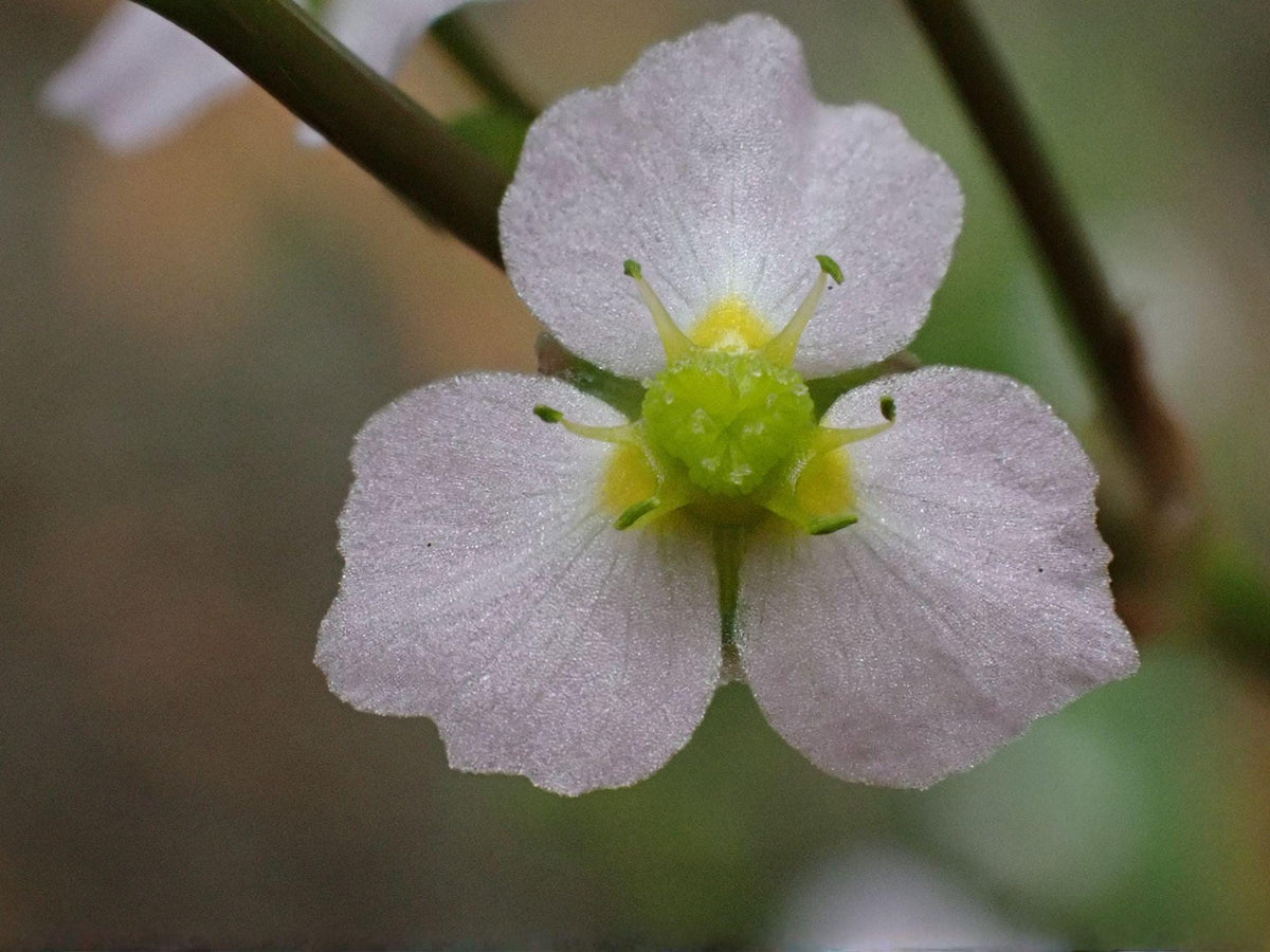 Mud Plantain Seeds – 100 Native Aquatic Perennial Wildflower for Wetlands, Pond Edges, Rain Gardens – Alisma subcordatum