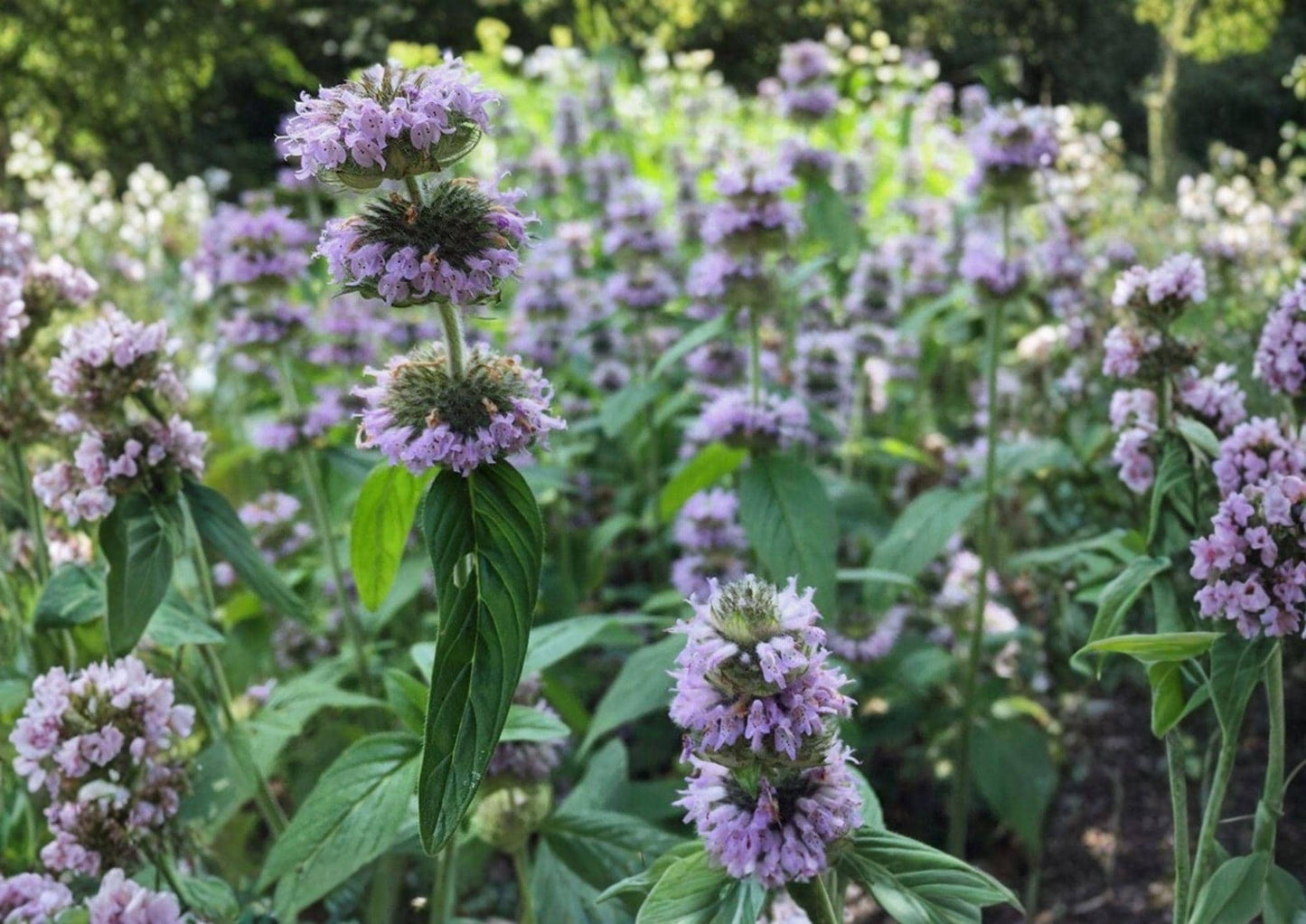 Downy Wood Mint Seeds – Blephilia Ciliata, Fragrant Purple Wildflower, Native Perennial, Pollinator Attractant, 300 Seeds