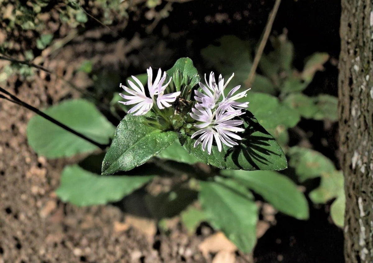 Elephantopus carolinianus Seeds – Carolina Elephant’s Foot Native Perennial Wildflower for Pollinators, Purple Flower Clusters, Woodland Garden