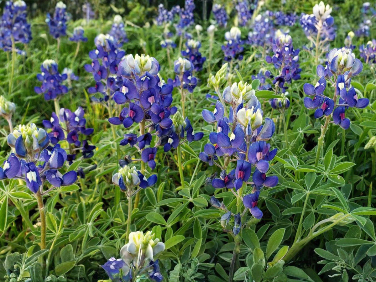 Lupinus texensis Texas Bluebonnet Flower Seeds – Annual, Blue with White Accents for Garden & Natural Plantings