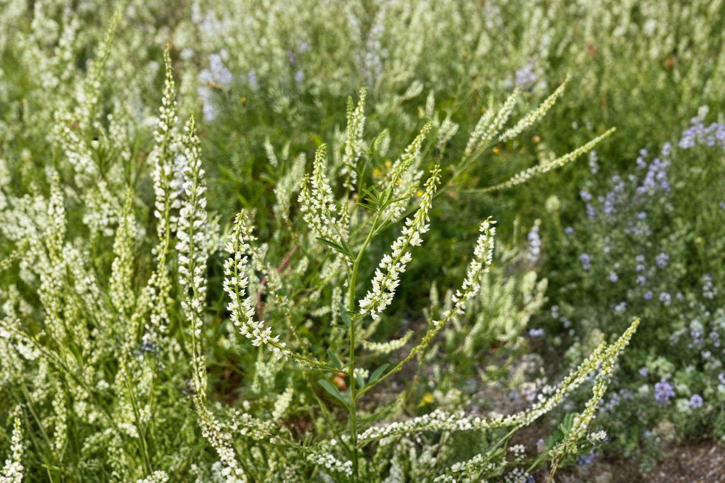 White Blossom Sweet Clover Seeds – Nitrogen Fixing Cover Crop, Pollinator Friendly, Melilotus alba, 100 Pack