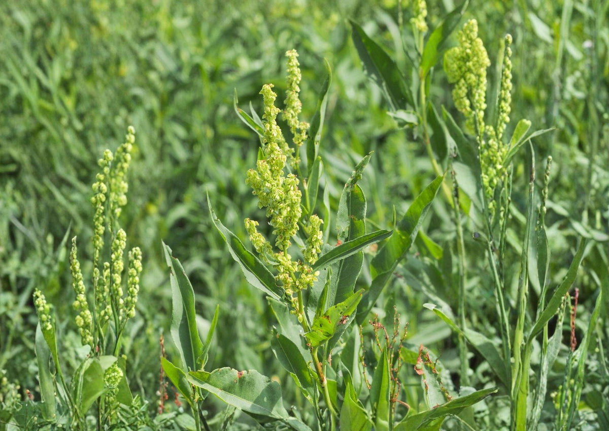 Pale Dock Seeds – Rumex altissimus Native Wetland Perennial for Wildlife Habitat, Moist Soils, Streambanks, 100 Seeds
