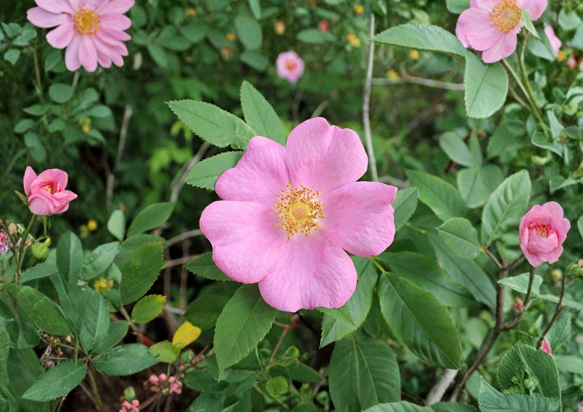 Swamp Rose Seeds – Rosa palustris Native Shrub with Fragrant Pink Blooms & Red Rose Hips – Wetland, Rain Garden, Wildlife Plant