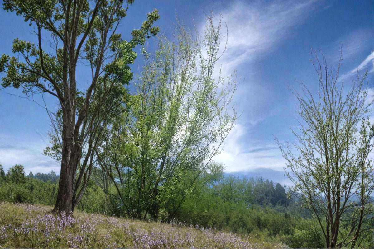 Willow Tree Cuttings 5-8" Unrooted Live Stems for Planting Salix spp. Deciduous Shrubs and Trees