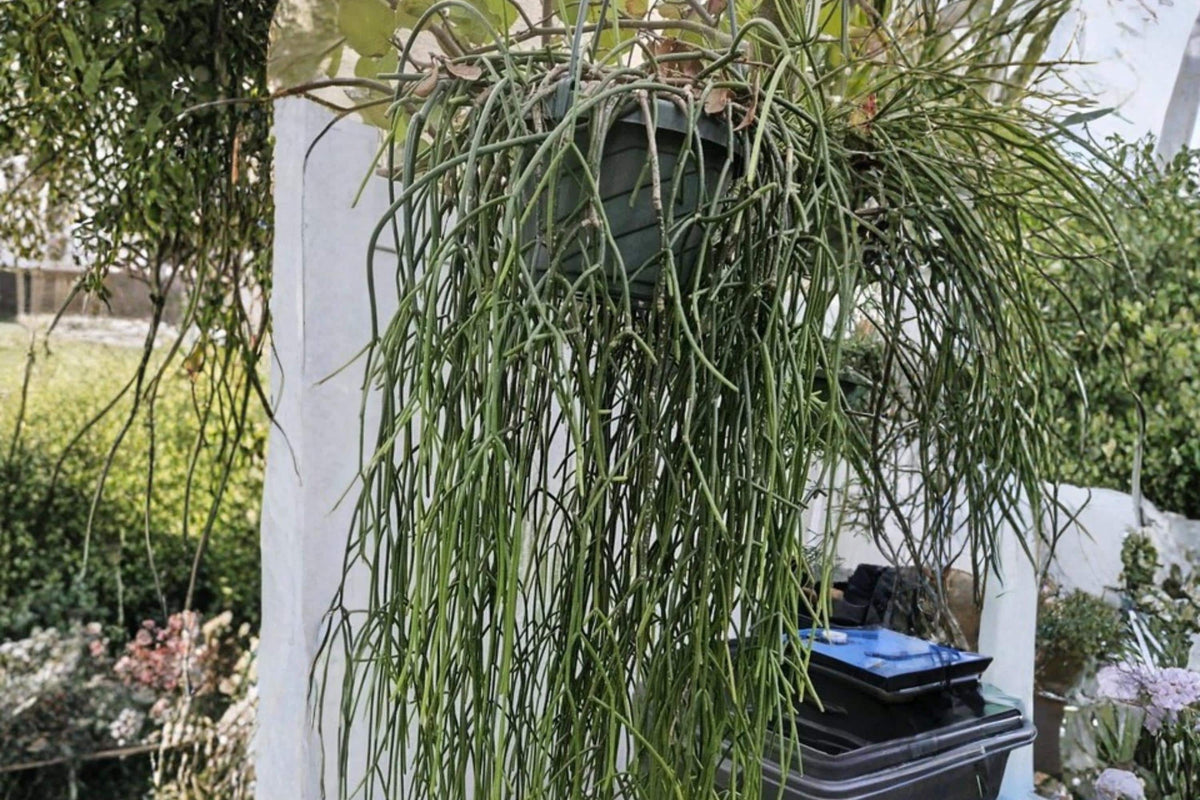 Rhipsalis baccifera ssp. baccifera Cutting Pack – Epiphytic Jungle Cactus with White Blooms, Trailing, Indoor & Hanging Plant
