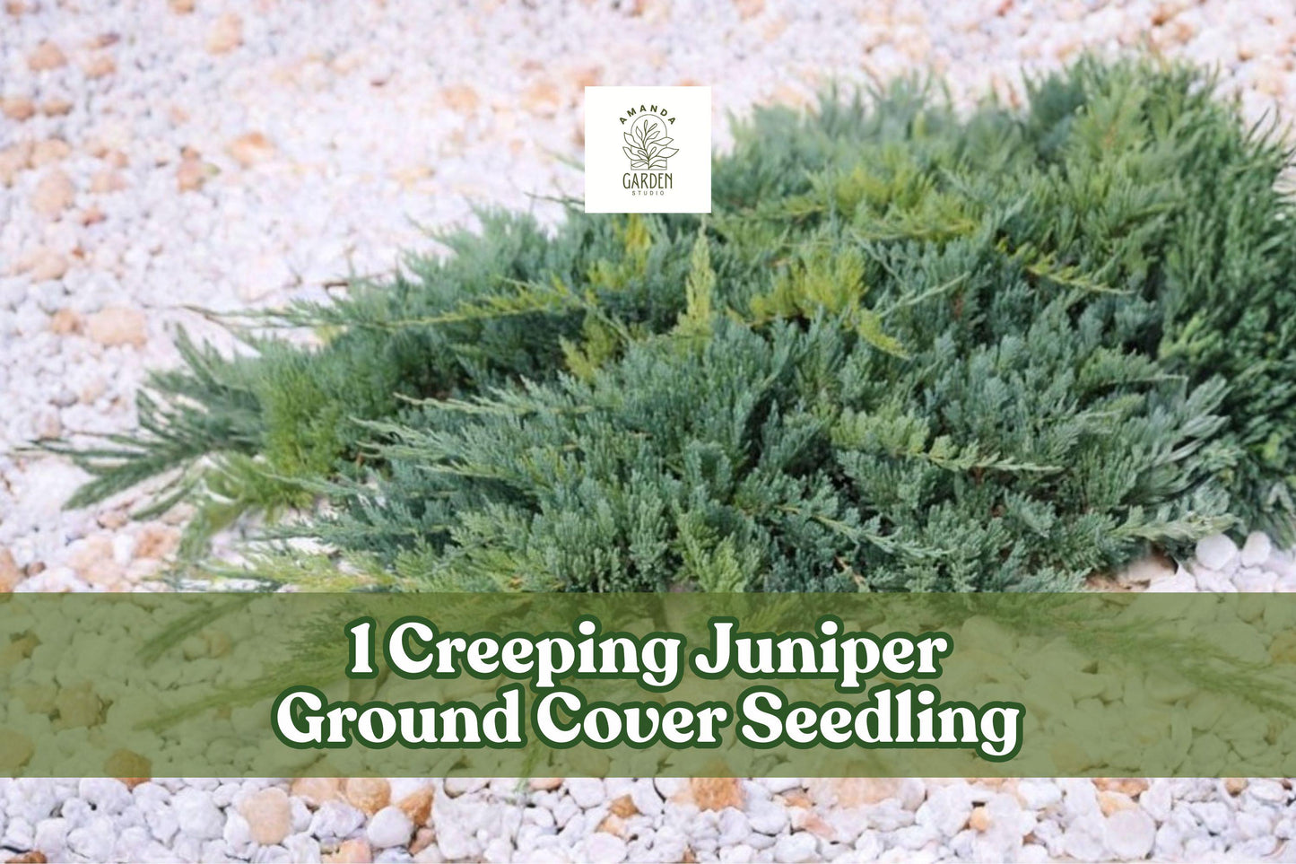 Creeping Juniper Ground Cover Seedling 12-18 Inches Evergreen Spreading Juniperus spp.