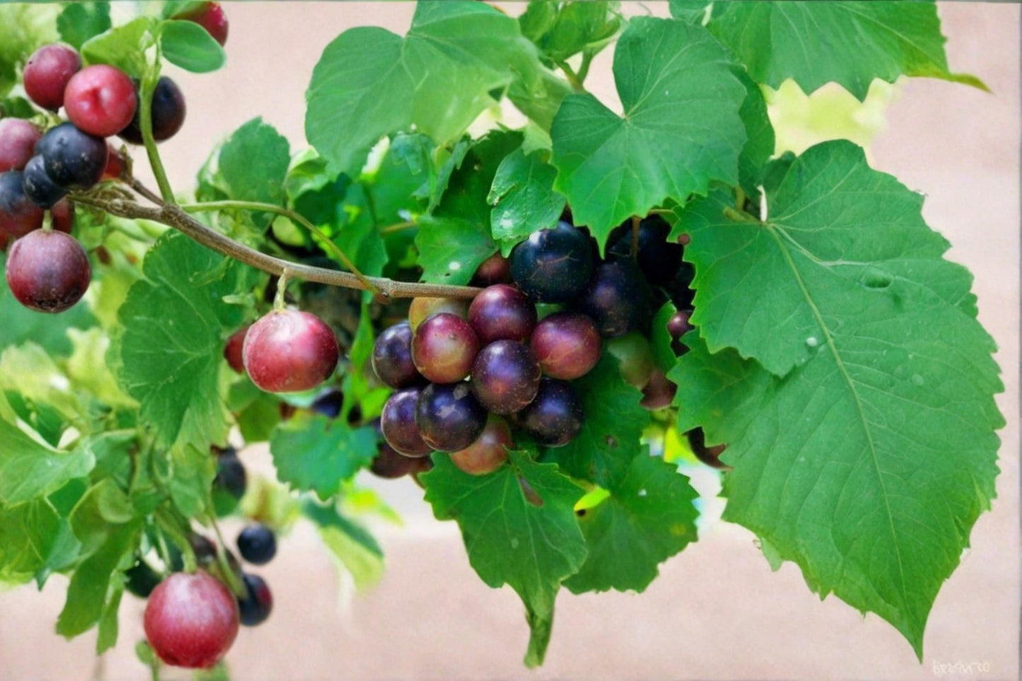 Muscadine Grape Cuttings - 10 Unrooted Vitis rotundifolia Climbing Vine for Fresh Eating & Preserves