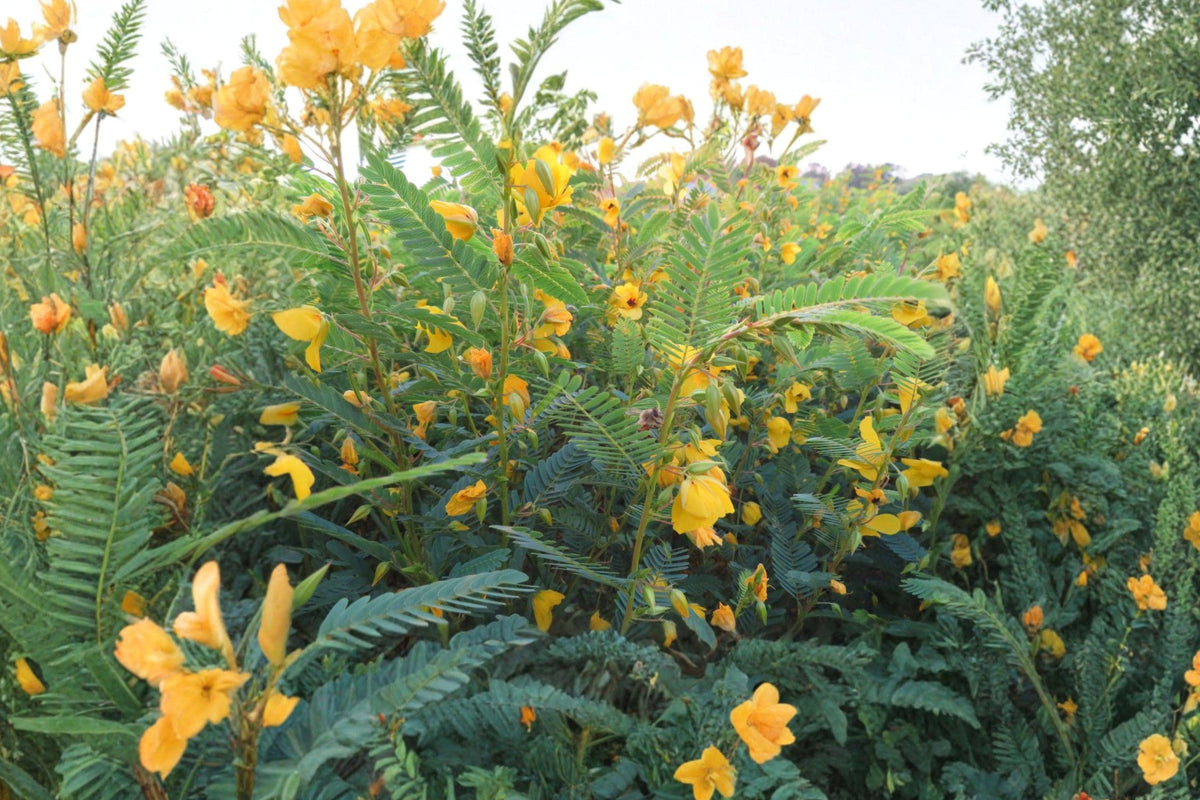 Partridge Pea Seeds – Native Wildflower, Bright Yellow Blooms, Pollinator Friendly, Nitrogen Fixing, Chamaecrista fasciculata