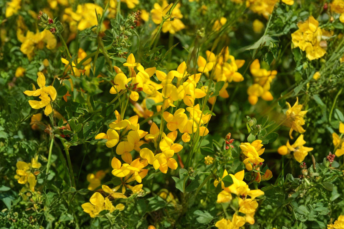 Bird's Foot Trefoil Seeds – Yellow Wildflower Cover Crop, Nitrogen Fixing Perennial (Lotus corniculatus) – 100 Pack