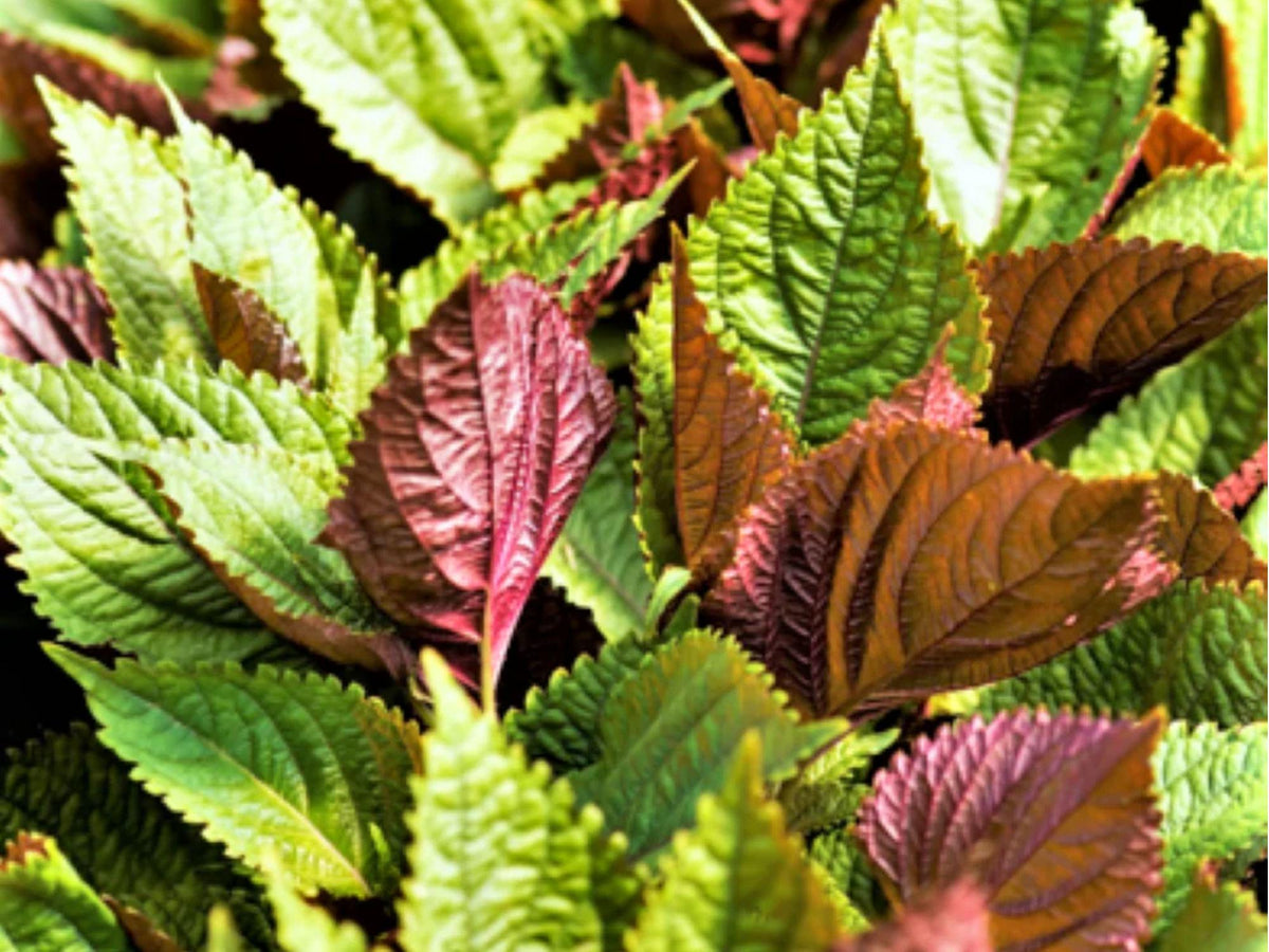 Jeok Ssam Ip Perilla Seeds – 500 Count, Korean Red Shiso Herb, Culinary & Garden Use, Perilla frutescens, Aromatic Red Leaves