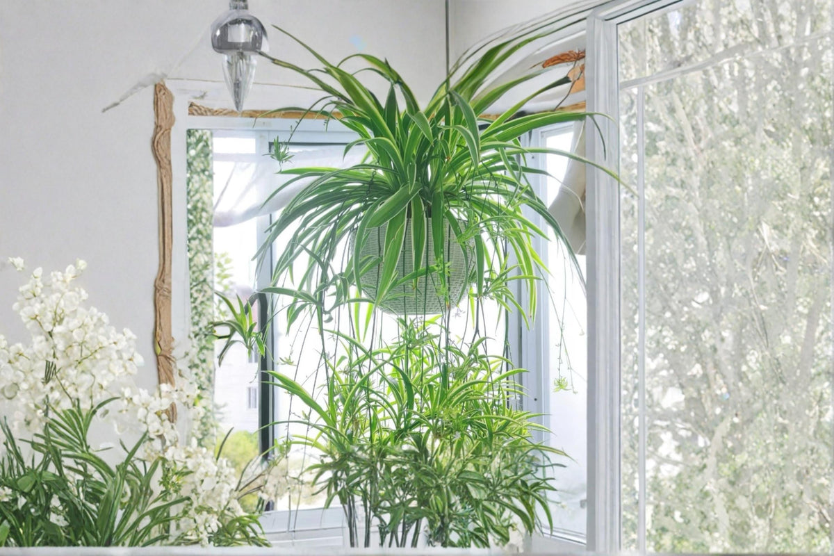 Reverse Variegated Spider Plant Cuttings - Chlorophytum comosum, Unrooted Trailing Houseplant for Propagation