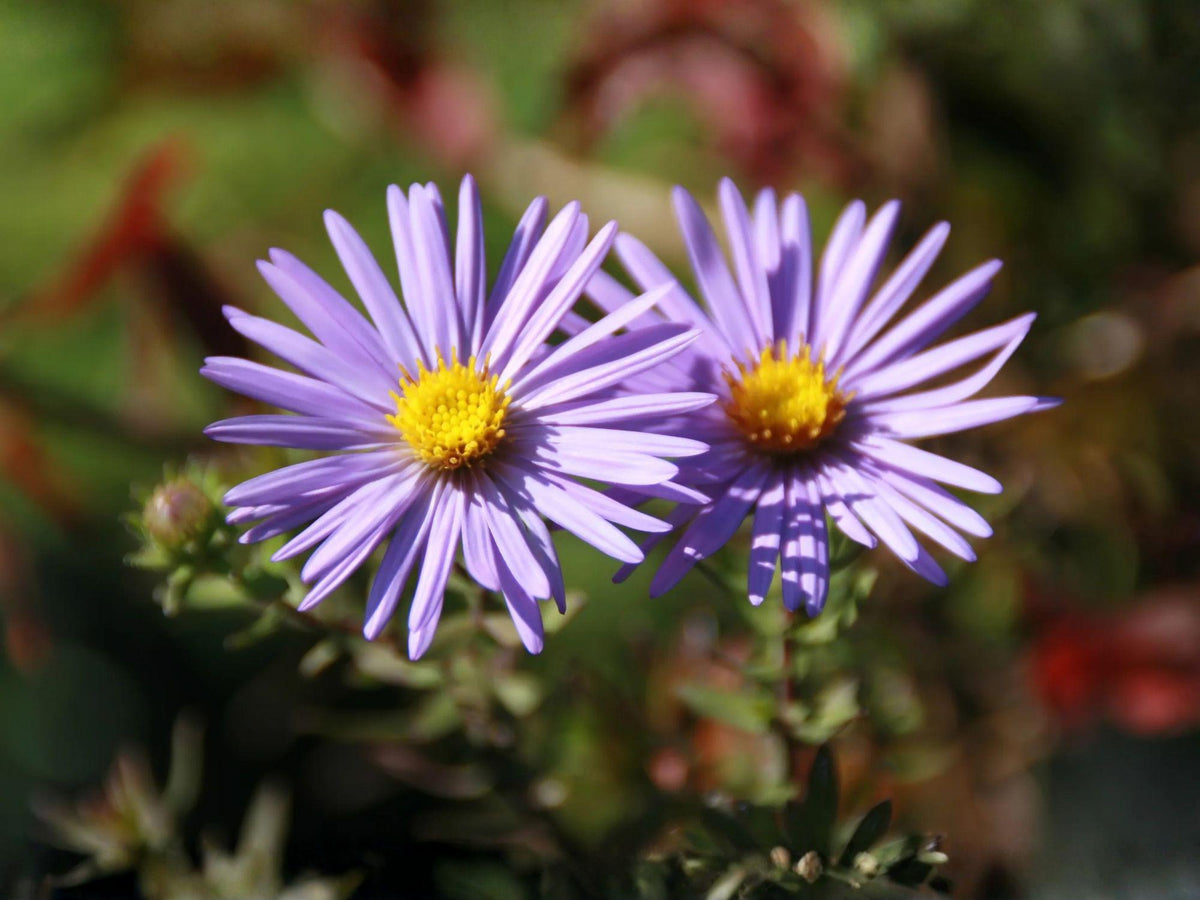 Aromatic Aster Seeds – Native Purple Wildflower, Pollinator Plant, Symphyotrichum oblongifolium, 100 Seeds
