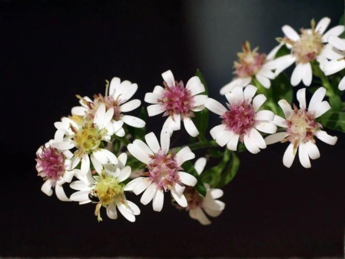 Calico Aster Seeds – Symphyotrichum Lateriflorum Native Wildflower for Pollinators, Fall Blooming, Perennial, 100 Seeds