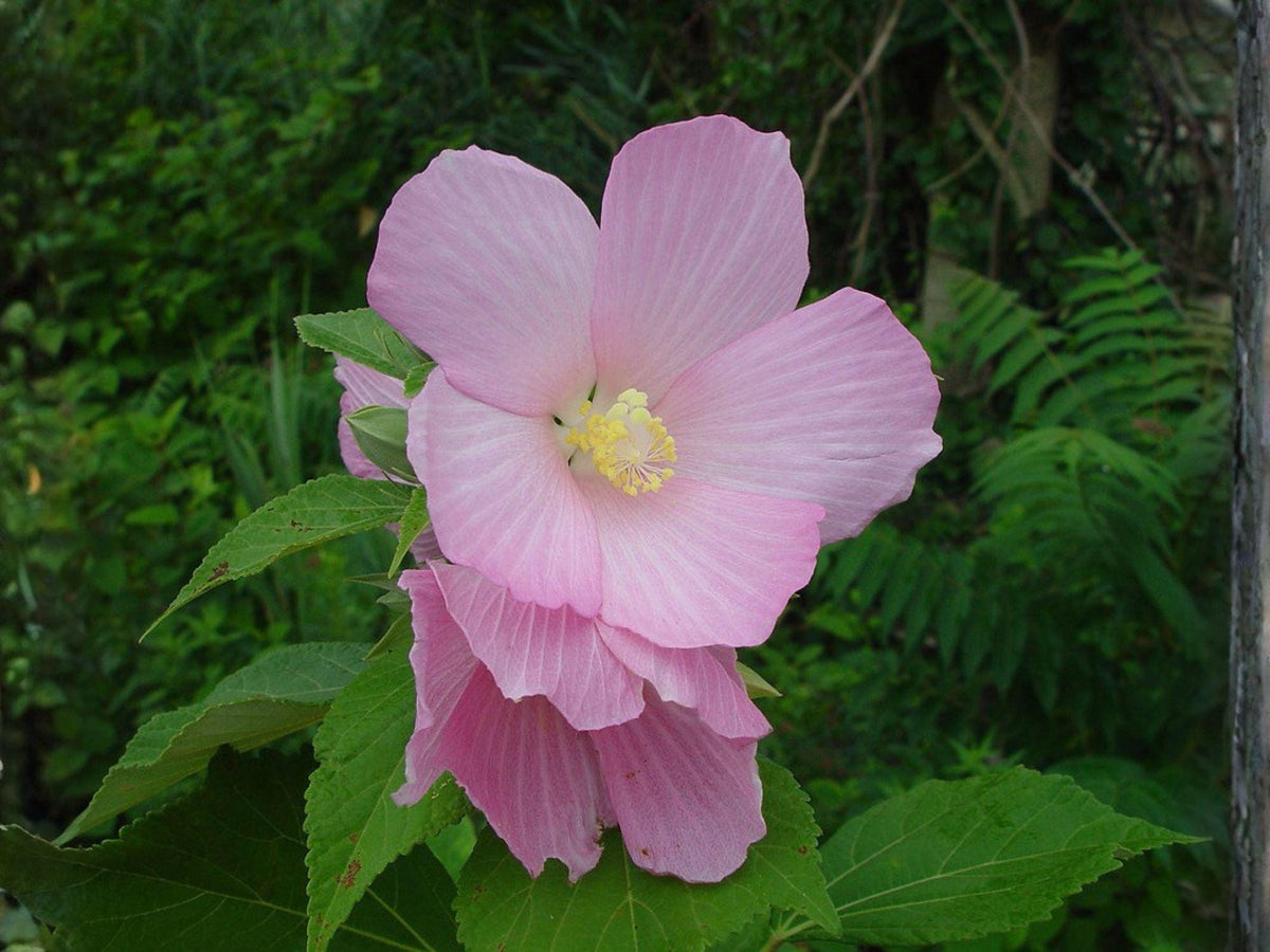 Swamp Rose Mallow Seeds – Crimson-Eyed Hibiscus Native Wetland Flower, Perennial Wildflower, Hibiscus moscheutos, 30 Seeds