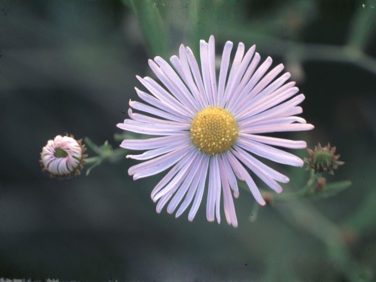 Decurrent False Aster Seeds – Native Prairie Wildflower, Pollinator Perennial, White Daisy Blooms, Boltonia decurrens, 500 Seeds