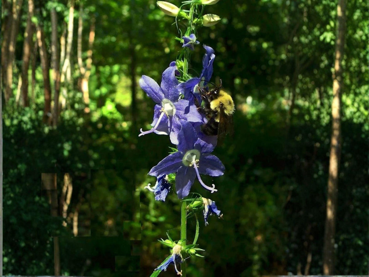 500 Tall Bellflower Seeds – Native Blue Wildflower, Woodland Pollinator, Campanula americana, Native North American Flower Seeds