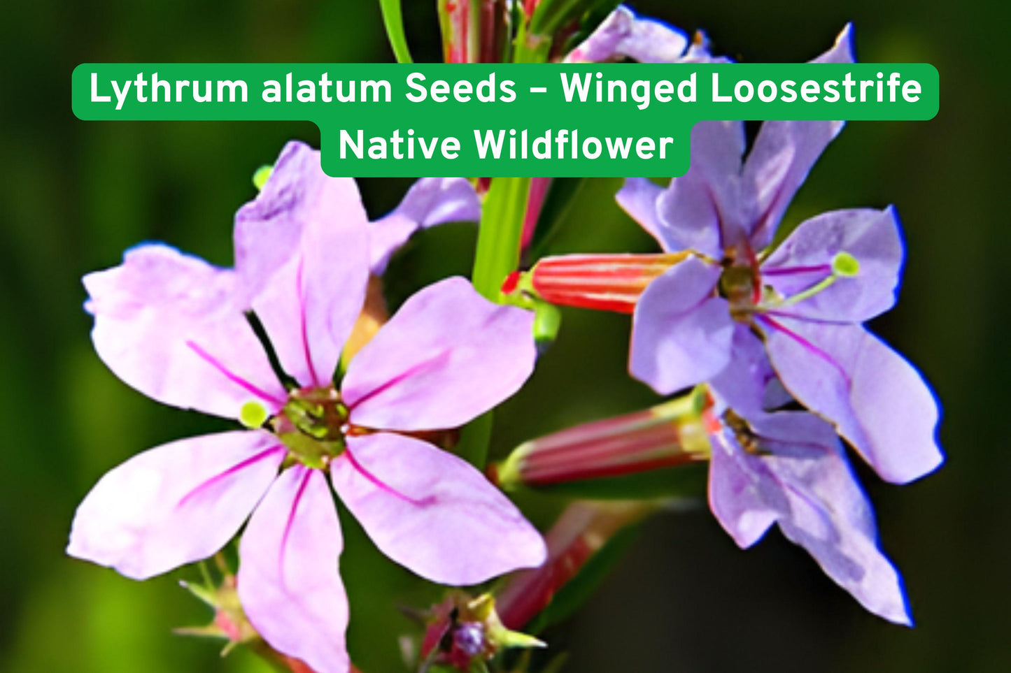 Lythrum alatum Seeds - Winged Loosestrife Native Wildflower for Pollinator Gardens, Wetlands & Prairie Restoration
